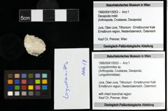 Foto (Objekt + Etiketten) von Longodromites sp. 